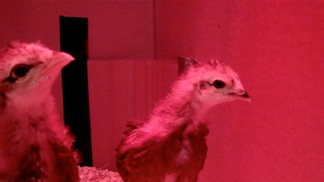 92102_chicks_in_the_brooder_june_5_0_03_22-14.jpg