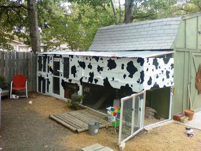 92179_94749_cow_coop.jpg