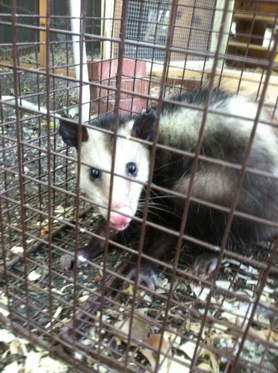 92179_oppossum.jpg