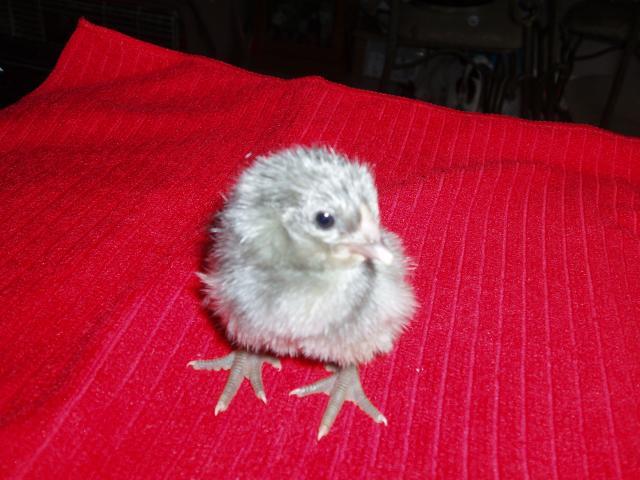 92185_new_chicks_005.jpg