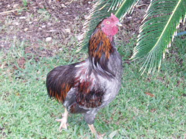 92185_roos_007.jpg
