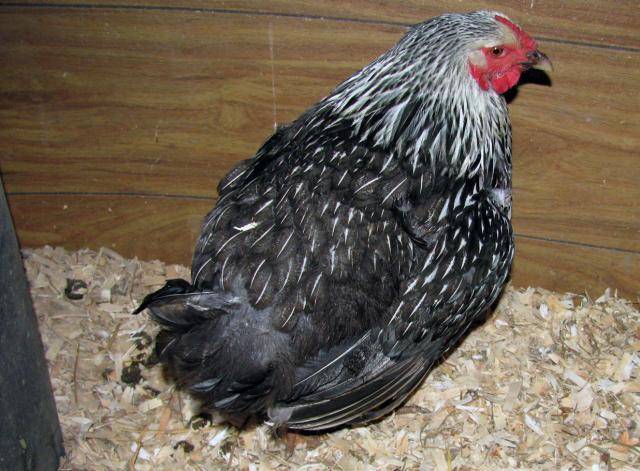 92191_poorhen.jpg