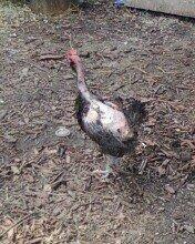 9221_beforenakedchicken.jpg