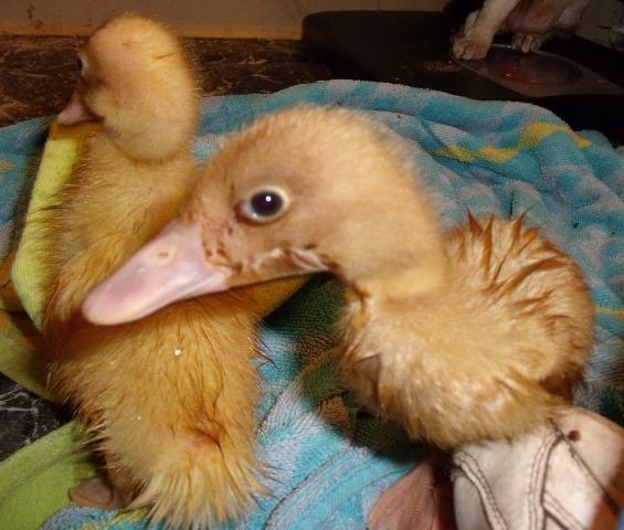 9221_duck01.jpg