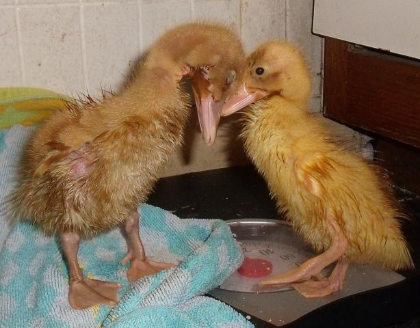 9221_duck10.jpg
