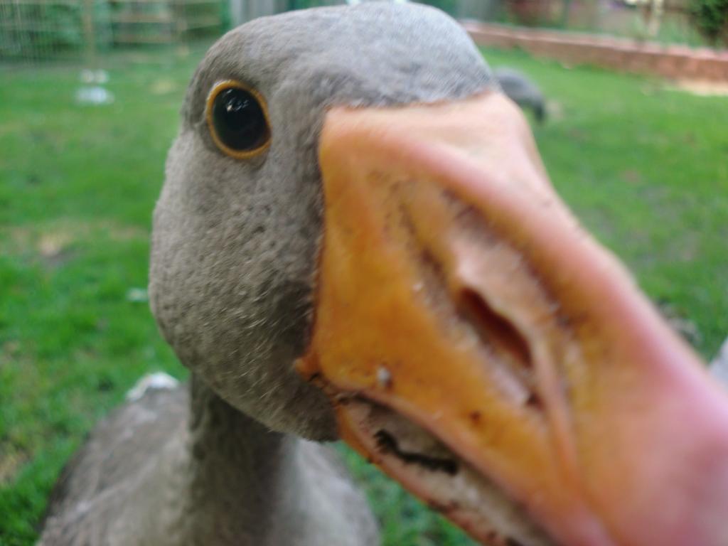 9221_henryeye2.jpg