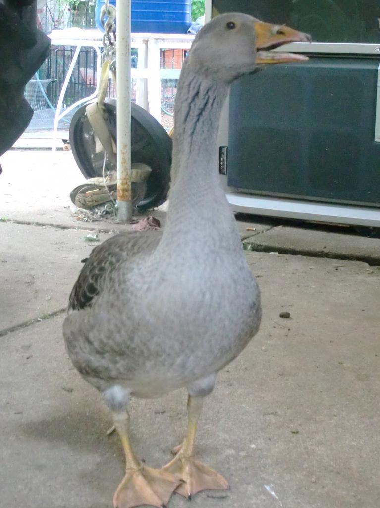 9221_libbygoose.jpg