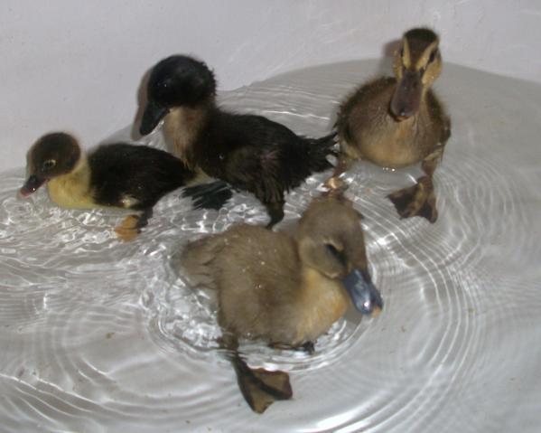 9221_newduckies.jpg
