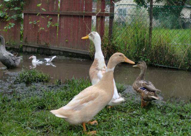 9221_quackerjax2day.jpg