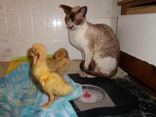 9221_radarduck11.jpg