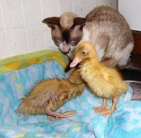 9221_radarduck4.jpg