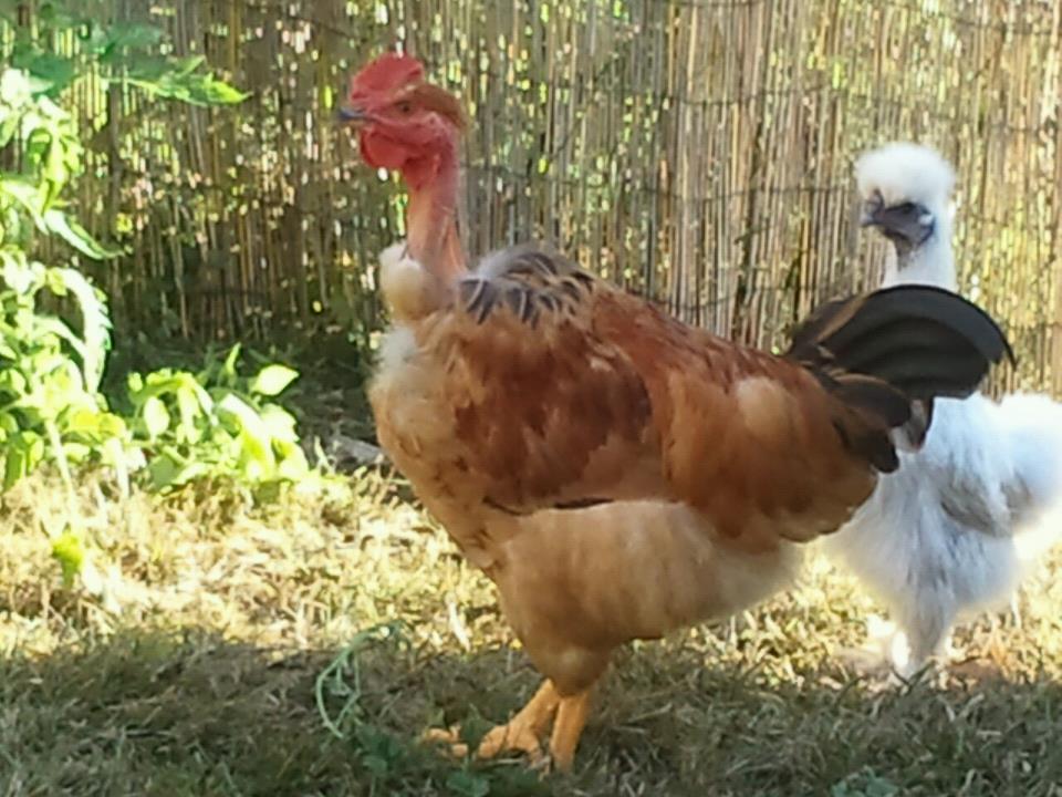 9221_rooster.jpg