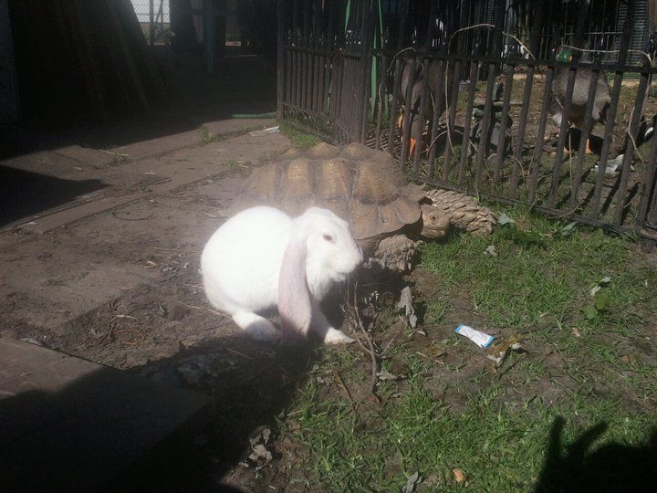 9221_tortoiseandhare.jpg