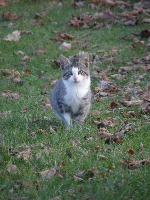 92220_baby_kitty_002.jpg