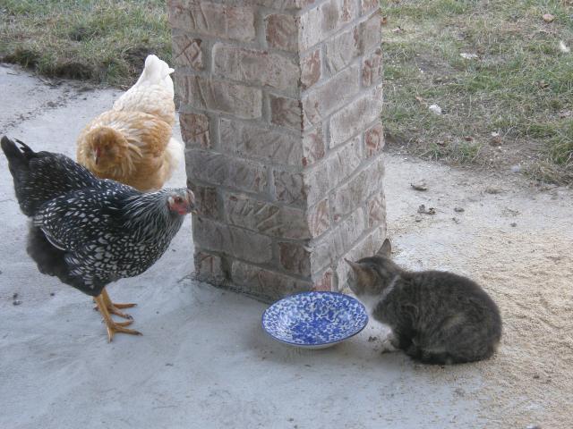 92220_kitty_001.jpg