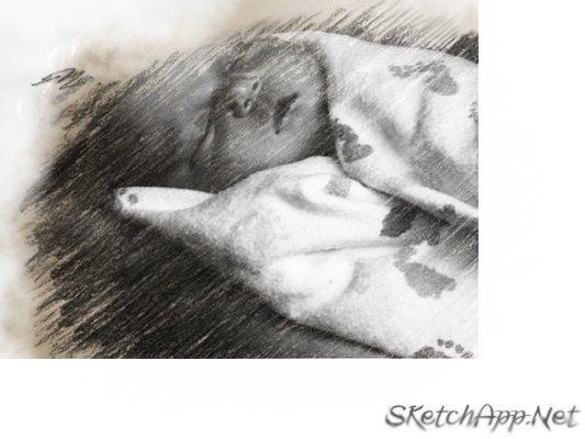9241_lily_scetch.jpg