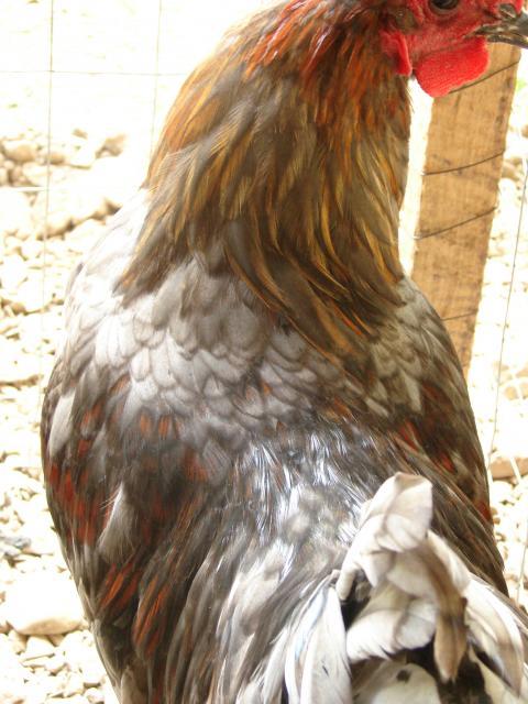 92428_dsc03333.jpg