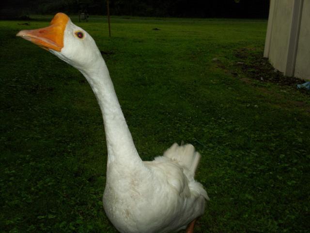 92444_104_0001.jpg