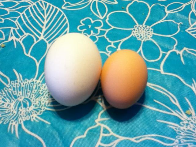 92455_2nd_egg_9-6-11_047.jpg