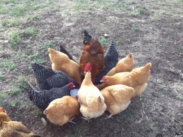 92455_building_silkie_coop_061.jpg