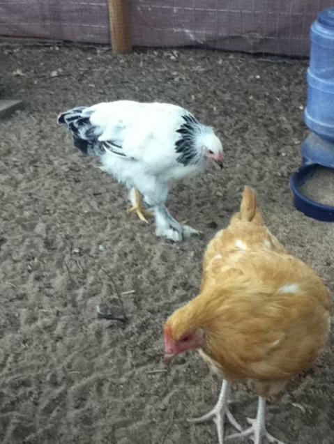 92455_chickens_aug_30_2011_048.jpg