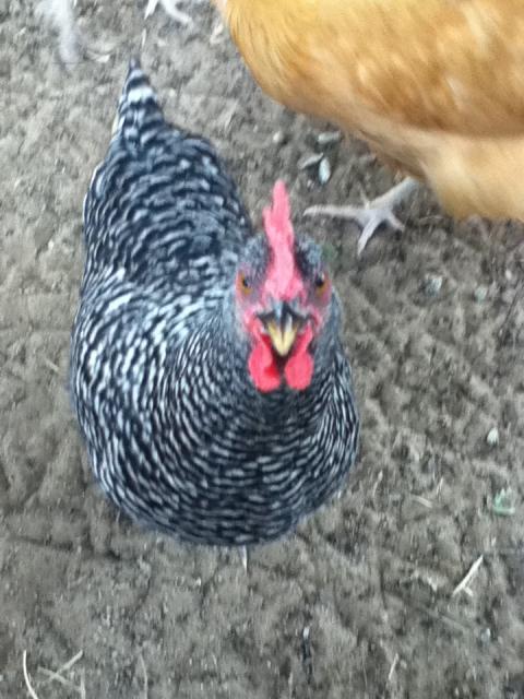 92455_chickens_aug_30_2011_049.jpg