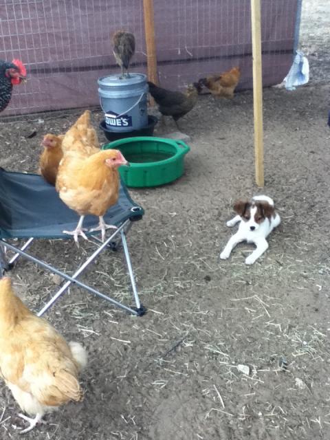 92455_chickens_aug_30_2011_070.jpg