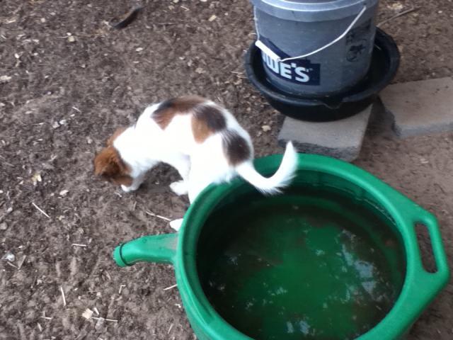 92455_chickens_aug_30_2011_080.jpg