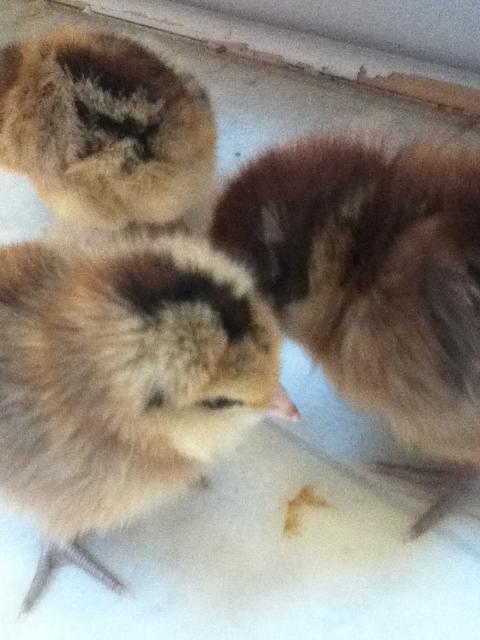 92455_newest_baby_chicks_5-26-11_475.jpg