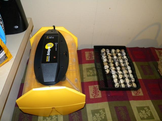 92540_dscn6459.jpg