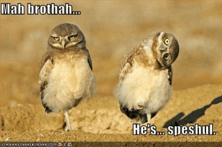 9261_funny-pictures-owls-twisted-head.gif