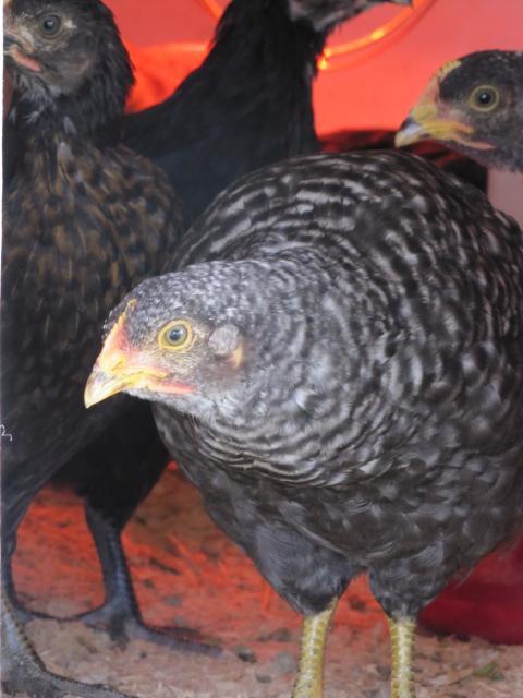 92656_chickens_2_002.jpg