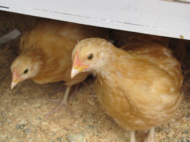 92656_chickens_2_004.jpg