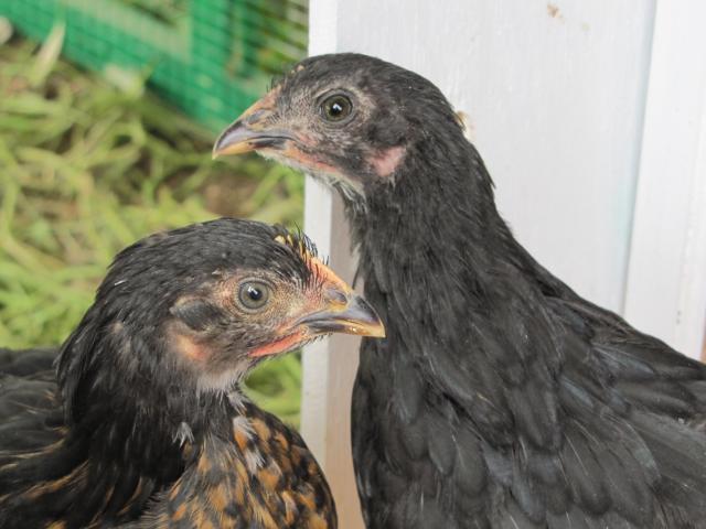 92656_chickens_2_005.jpg