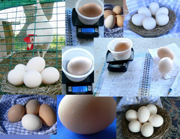 92697_eggscollage2.jpg