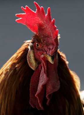 9280_angry_rooster_face.jpg