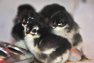 9280_chicks_.jpg