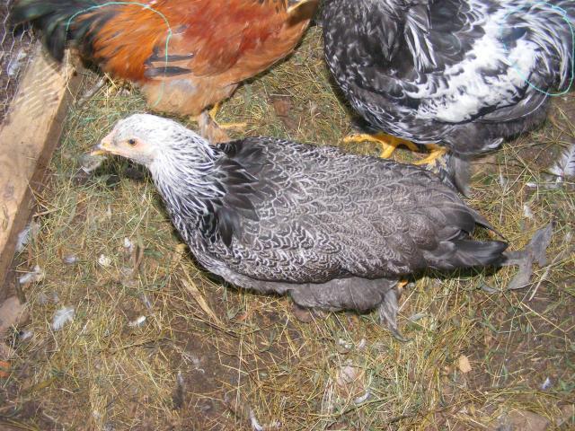 92834_2_roosters_n_a_hen_saddle_feathers.jpg