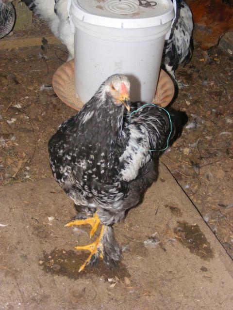 92834_oreo_saddle_feathers.jpg