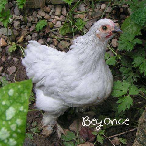 92876_1beyonce.jpg