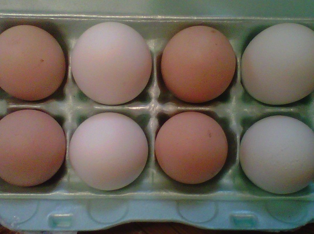 92928_020ia20bl20eggs.jpg
