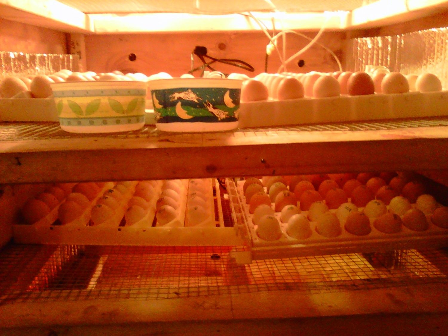 92928_nyd_trays.jpg