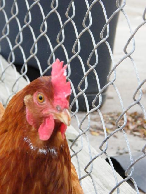 92936_chicken_helper.jpg