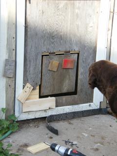 92936_doggie_door.jpg