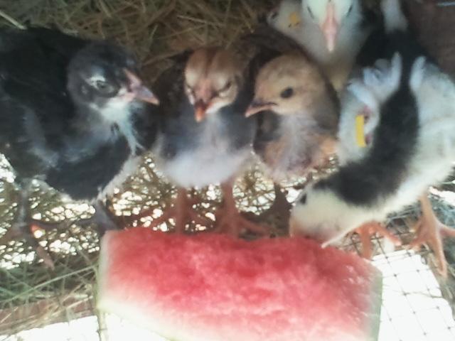 92982_2011-05-28_171337.jpg