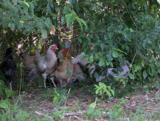 92994_2011-06-03_14-15-26_925.jpg