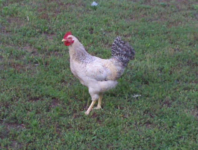92994_2011-06-06_19-38-44_831.jpg