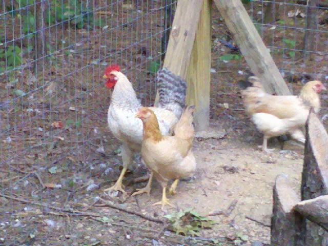 92994_2011-06-12_20-27-30_240.jpg