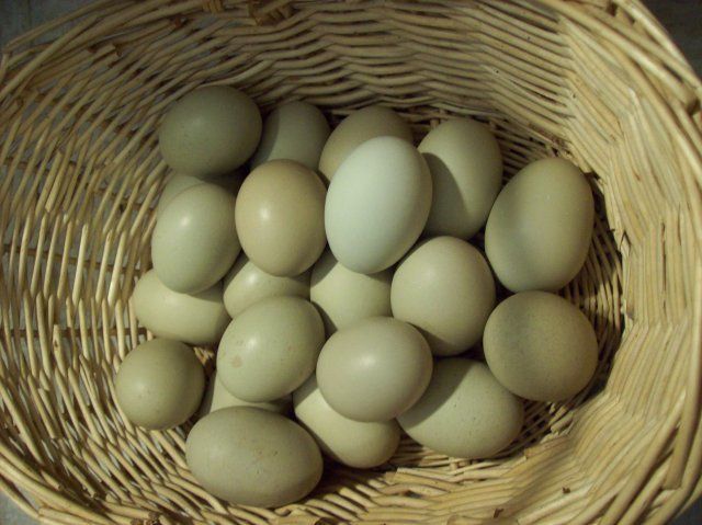 9300_014.jpg