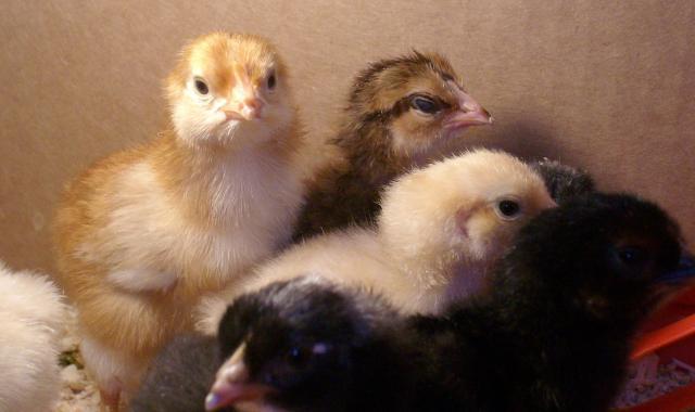 93025_chicks1.jpg